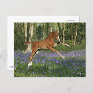 Bob Langrish | Morgan Foal Leaping With Bluebells Postcard