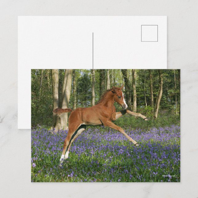 Bob Langrish | Morgan Foal Leaping With Bluebells Postcard (Front/Back)