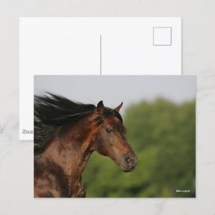 Bob Langrish   Morgan Horse Headshot Flowing Mane Postcard