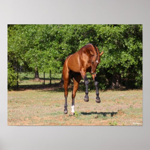 Bob Langrish  Mr Akhal Teke Stallion Leaping Poster