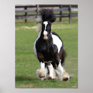 Bob Langrish   Mr. Gypsy Vanner Running Poster