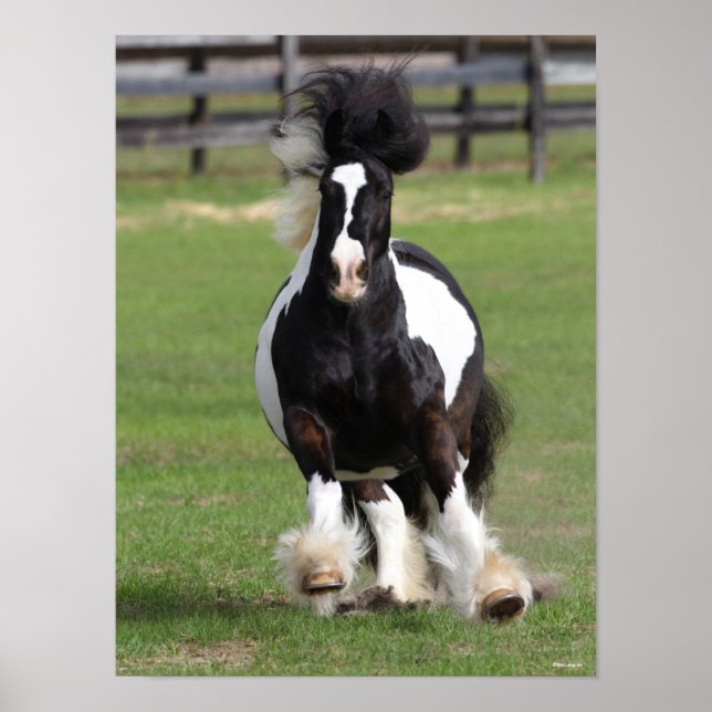 Bob Langrish | Mr. Gypsy Vanner Running Poster (Front)
