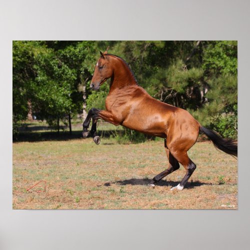 Bob Langrish  Ms Bay Akhal Teke Stallion Rearing Poster