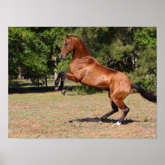 Bob Langrish | Ms Bay Akhal Teke Stallion Rearing Poster (Front)