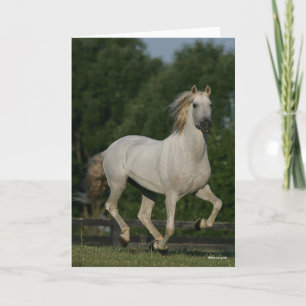 Bob Langrish Ms Gray Andalucian Running Card