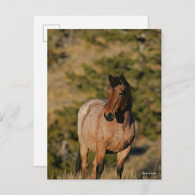 Bob Langrish | Mustang Horse Standing Postcard (Front/Back)