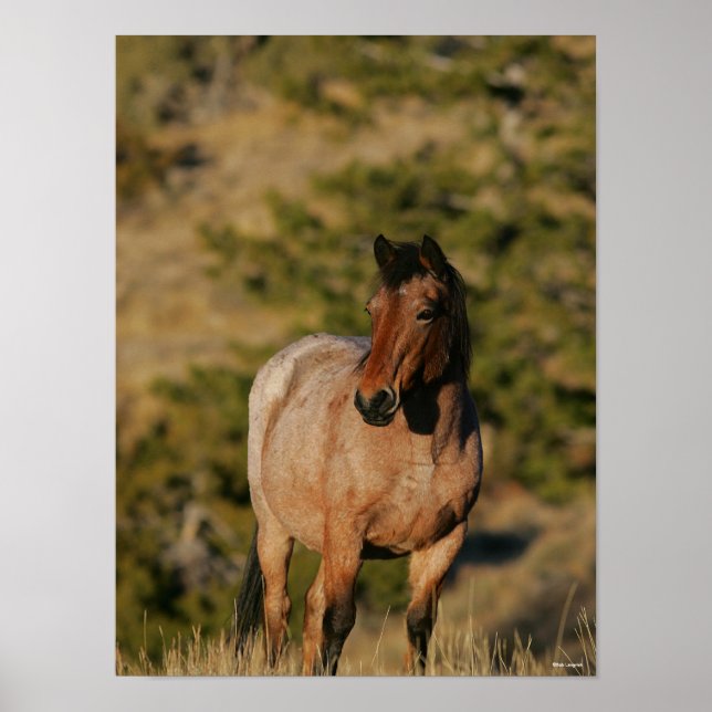 Bob Langrish | Mustang Horse Standing Poster (Front)
