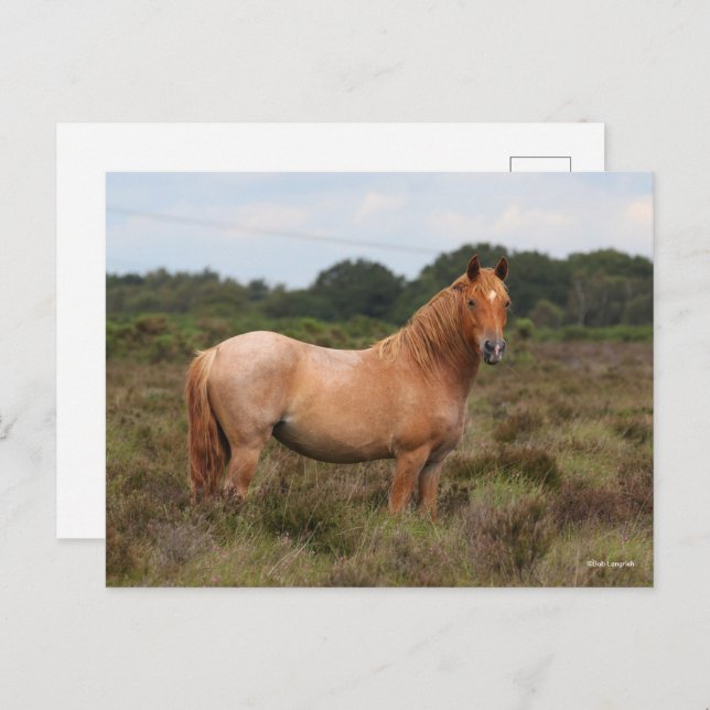 Bob Langrish | New Forest Pony Standing In Scrub Postcard (Front/Back)