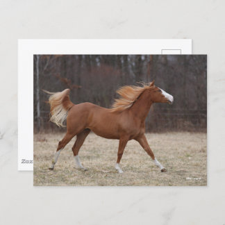 Bob Langrish | Overo Paint Horse Running Postcard