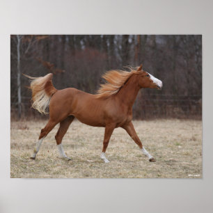 Bob Langrish Overo Paint Horse Running Poster