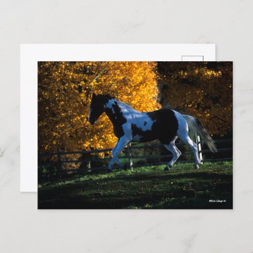 Bob Langrish  Paint Horse Running  Autumn Postcard
