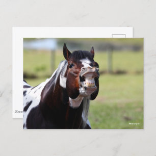 Bob Langrish Paint Horse Stallion Flehmen Postcard