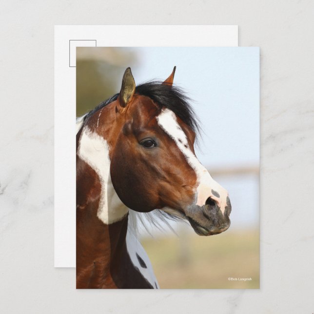 Bob Langrish | Paint Horse Stallion headshot Postcard (Front/Back)