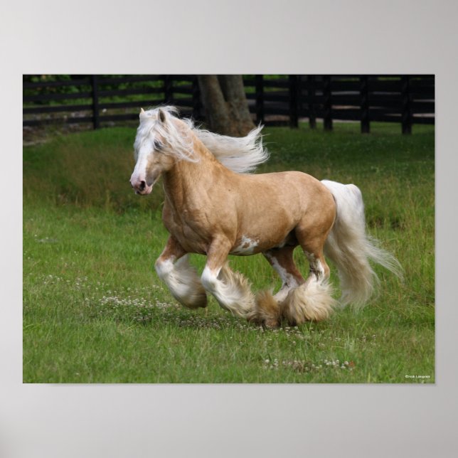 Bob Langrish | Palomino Gypsy Vanner Horse Running Poster (Front)