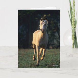 Bob Langrish Palomino Horse Running Backlit Card