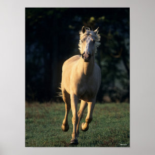 Bob Langrish Palomino Horse Running Backlit Poster
