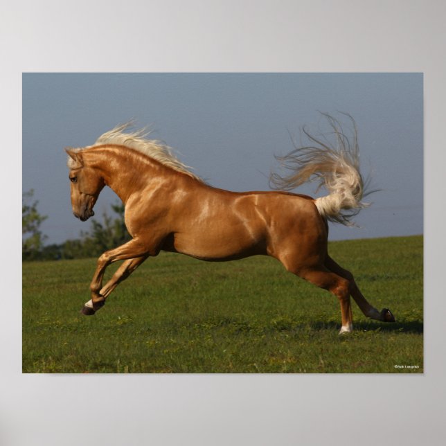 Bob Langrish | Palomino Lusitano Stallion Leaping Poster (Front)