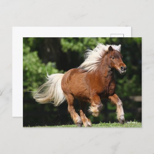 Bob Langrish  Palomino Miniature Pony Running Postcard