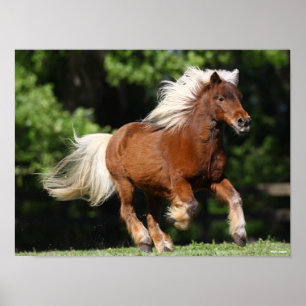Bob Langrish Palomino Miniature Pony Running Poster