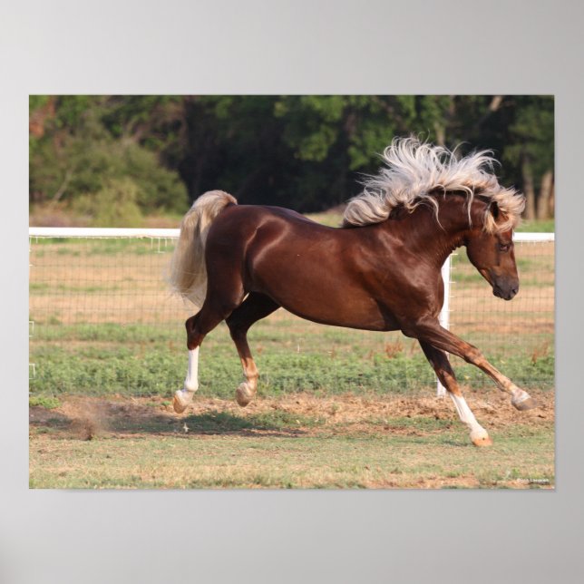 Bob Langrish | Palomino Morgan Horse Bucking Poster (Front)