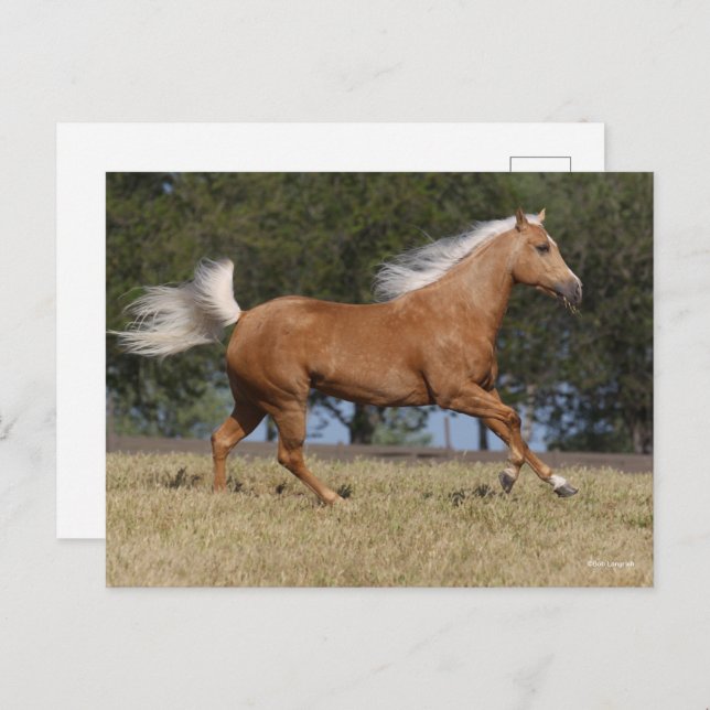 Bob Langrish | Palomino Quarter Horse Running Postcard (Front/Back)