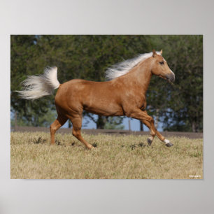Bob Langrish Palomino Quarter Horse Running Poster