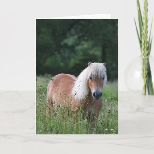 Bob Langrish  Palomino Shetland Standing In Grass Card