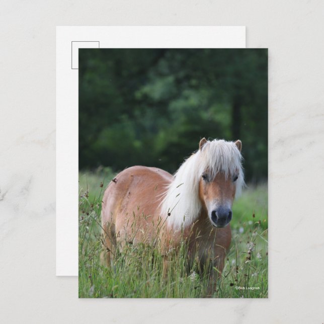 Bob Langrish | Palomino Shetland Standing In Grass Postcard (Front/Back)