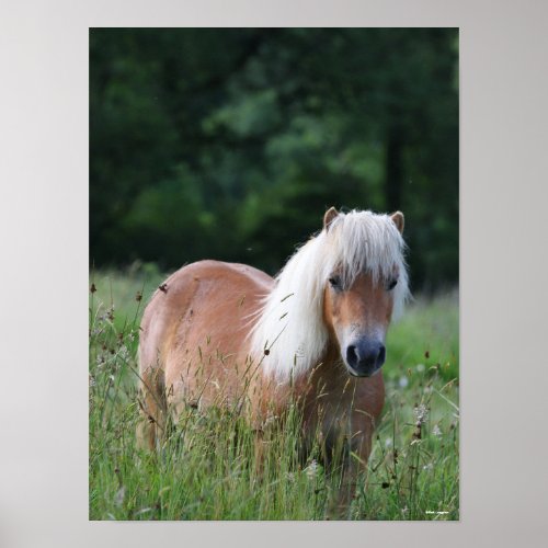 Bob Langrish  Palomino Shetland Standing In Grass Poster