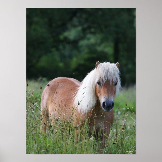 Bob Langrish | Palomino Shetland Standing In Grass Poster (Front)