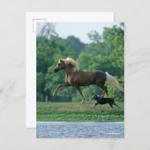 Bob Langrish Palomino Tennessee Walker and Dog Postcard