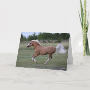 Bob Langrish Palomino Welsh Pony Running Card