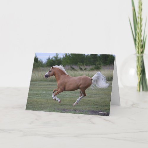 Bob Langrish  Palomino Welsh Pony Running Card