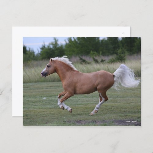 Bob Langrish  Palomino Welsh Pony Running Postcard