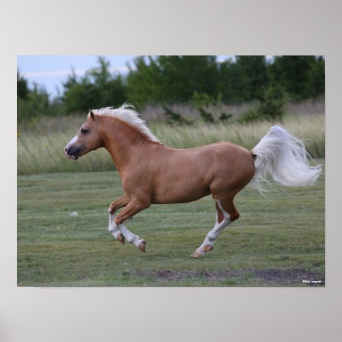 Bob Langrish  Palomino Welsh Pony Running Poster
