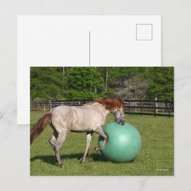 Bob Langrish | Paso Fino Horse Playing With Ball Postcard (Front/Back)