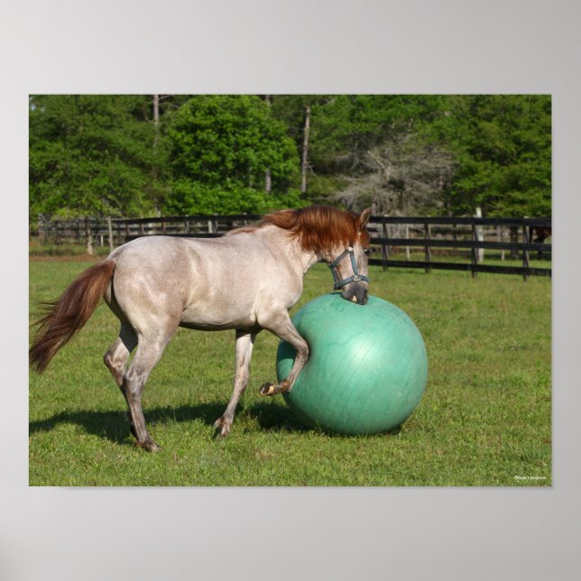 Bob Langrish | Paso Fino Horse Playing With Ball Poster (Front)