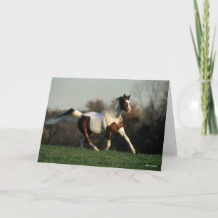 Bob Langrish Pinto Arab Mane and Tail Flowing Card