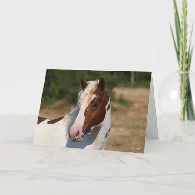 Bob Langrish | Pinto Haflinger Stallion Headshot Card (Front)