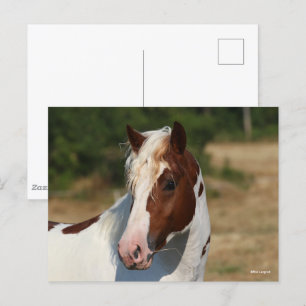 Bob Langrish Pinto Haflinger Stallion Headshot Postcard