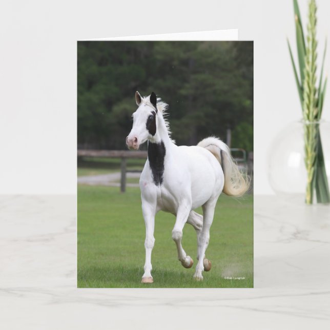 Bob Langrish | Pinto Warmblood Card (Front)