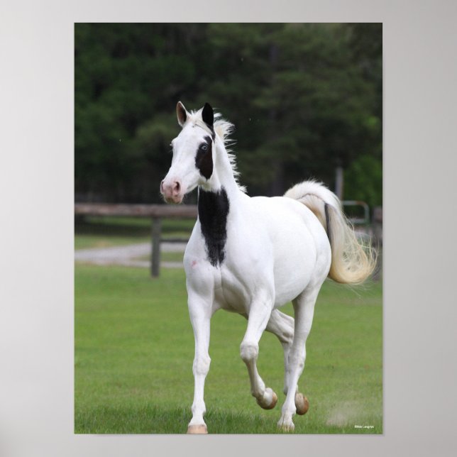 Bob Langrish | Pinto Warmblood Poster (Front)