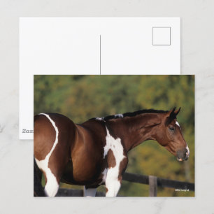 Bob Langrish Pinto Warmblood Standing Headshot Postcard