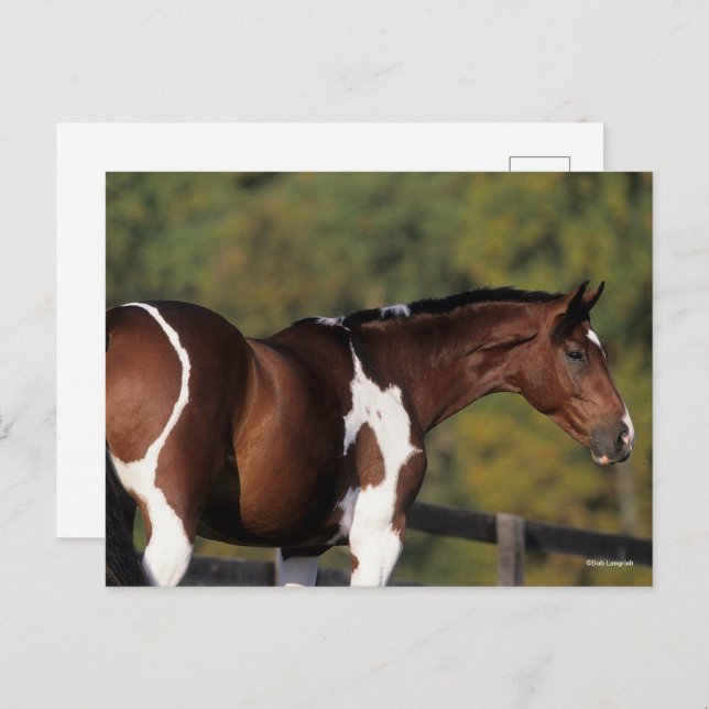 Bob Langrish | Pinto Warmblood Standing Headshot Postcard (Front/Back)