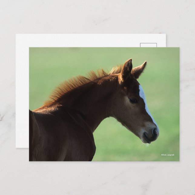 Bob Langrish | Quarter Horse Foal Backlit Postcard (Front/Back)