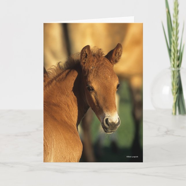 Bob Langrish | Quarter Horse Foal headshot Card (Front)