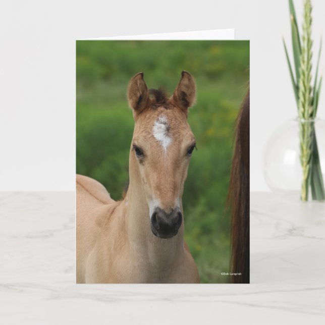 Bob Langrish | Quarter Horse Foal Headshot Card (Front)
