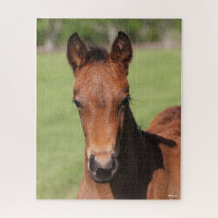 Bob Langrish Quarter Horse Foal Headshot Jigsaw Puzzle
