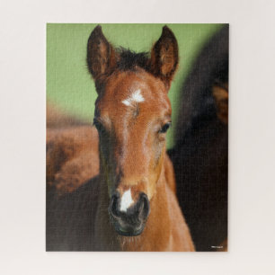 Bob Langrish Quarter Horse Foal Headshot Jigsaw Puzzle