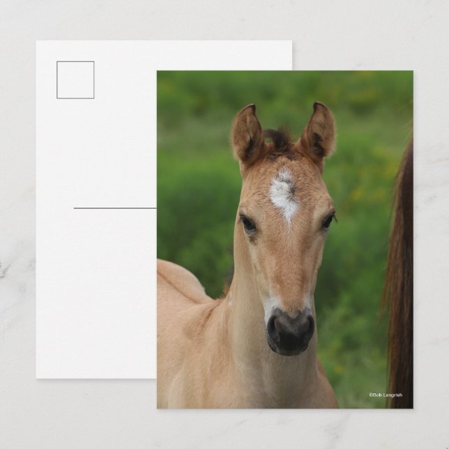 Bob Langrish | Quarter Horse Foal Headshot Postcard (Front/Back)